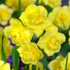 Narcissus Yellow Cheerfulness 12-14cm Daffodil Yellow Cheerfulness