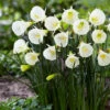 Narcissus Bulbocodium White Petticoat 7cm Daffodil Bulbocodium White Petticoat -Plant Flower Store Narcissi white petticoat 0010437 2 96174.1655130343