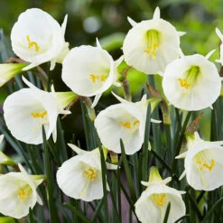 Narcissus Bulbocodium White Petticoat 7cm Daffodil Bulbocodium White Petticoat -Plant Flower Store Narcissi white petticoat 0010437 3 00553.1655130343