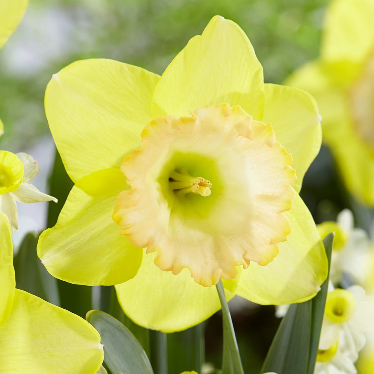 Narcissus Alexis Beauty 12/14cm Daffodil Alexis Beauty 4 Narcissus Alexis Beauty 12/14cm Daffodil Alexis Beauty - Image 2