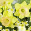 Narcissus Alexis Beauty 12/14cm Daffodil Alexis Beauty 2 Narcissus Alexis Beauty 12/14cm Daffodil Alexis Beauty -Plant Flower Store Narcissus Alexis Beauty 12 14cm 0014114 81457.1655197738