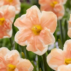 Narcissus Apricot Whirl 12/14cm Daffodil Apricot Whirl