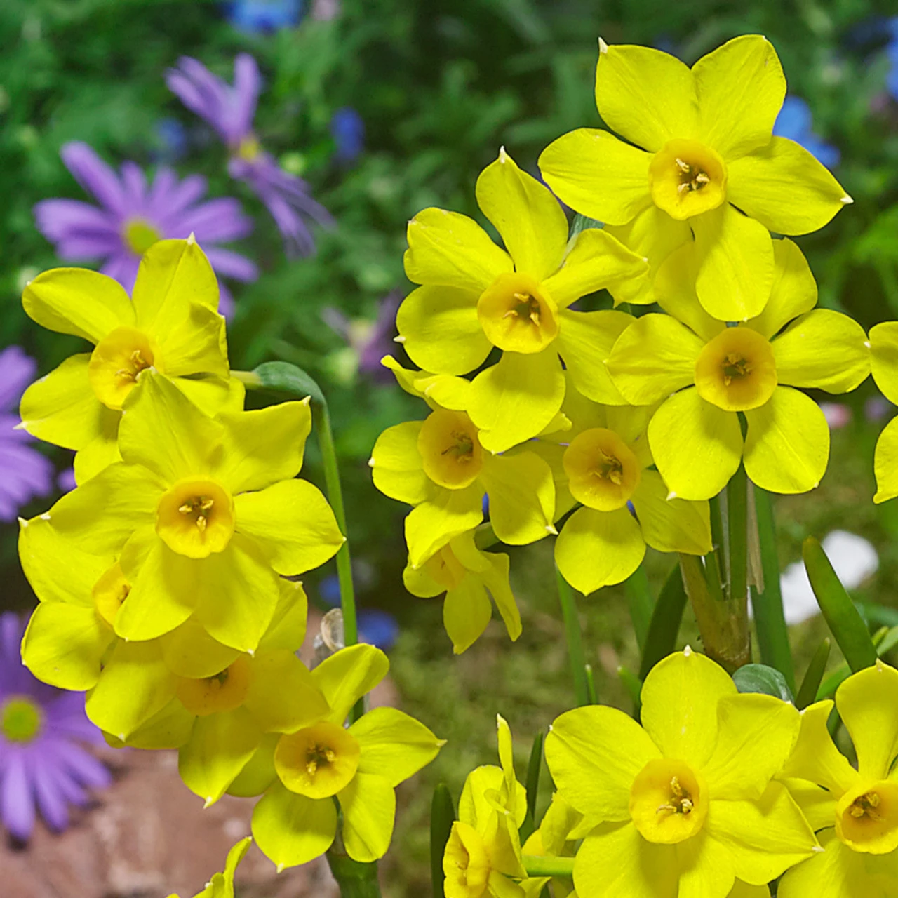 Narcissus Baby Boomer 10/12cm Daffodil Baby Boomer 4 Narcissus Baby Boomer 10/12cm Daffodil Baby Boomer - Image 2