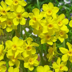 Narcissus Baby Boomer 10/12cm Daffodil Baby Boomer 8 Narcissus Baby Boomer 10/12cm Daffodil Baby Boomer -Plant Flower Store Narcissus Baby Boomer 10 12cm 0013158 3 57739.1655191176