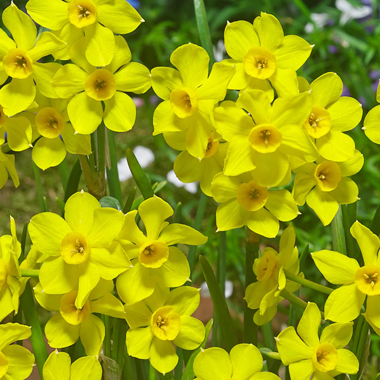 Narcissus Baby Boomer 10/12cm Daffodil Baby Boomer 5 Narcissus Baby Boomer 10/12cm Daffodil Baby Boomer - Image 3