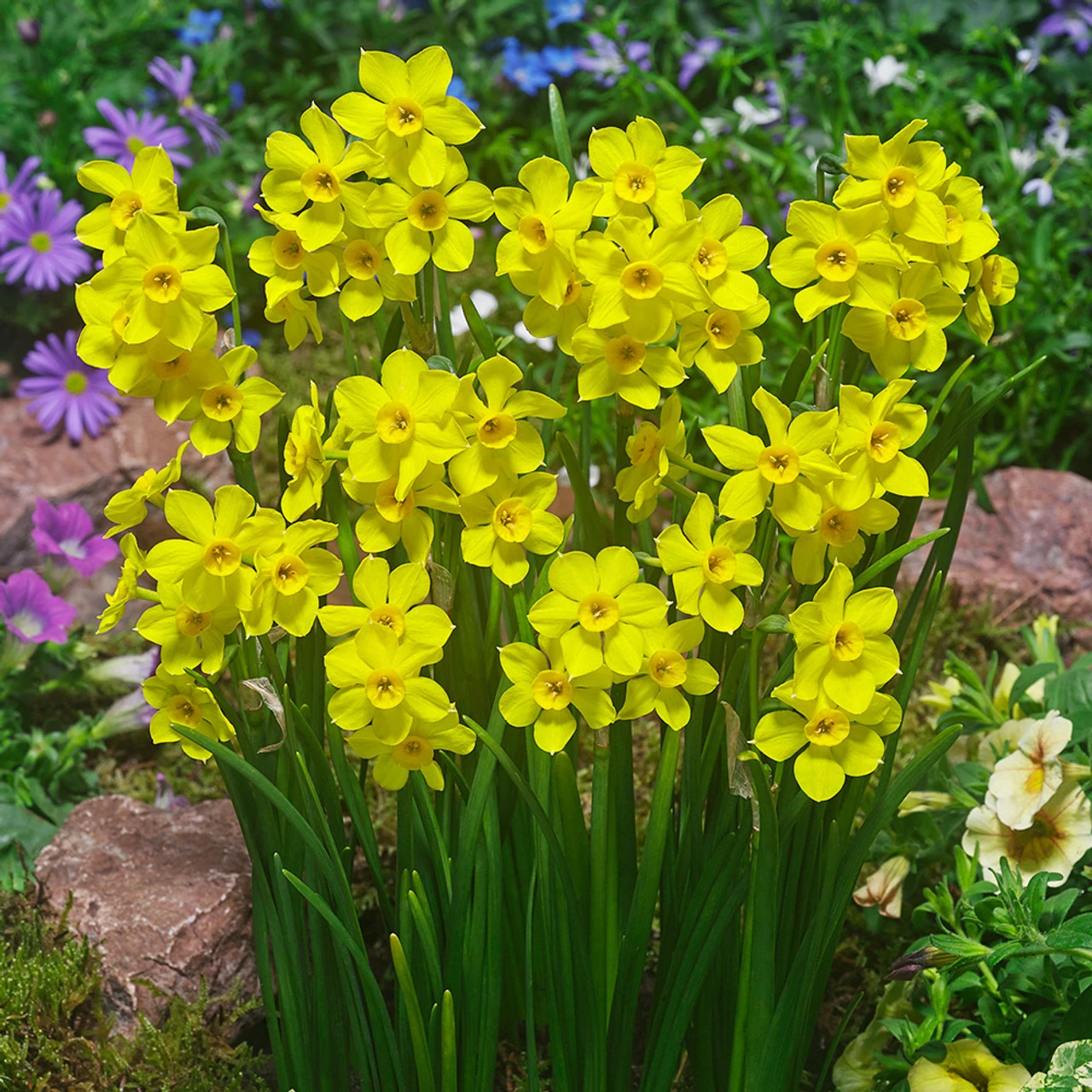 Narcissus Baby Boomer 10/12cm Daffodil Baby Boomer 3 Narcissus Baby Boomer 10/12cm Daffodil Baby Boomer