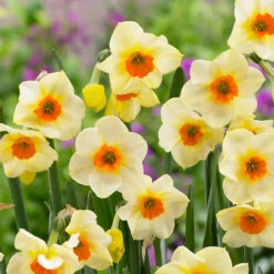 Narcissus Beautiful Eyes 10-12cm Daffodil Beautiful Eyes -Plant Flower Store Narcissus Beautiful Eyes 0007275 2 19285.1655191291