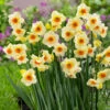 Narcissus Beautiful Eyes 10-12cm Daffodil Beautiful Eyes -Plant Flower Store Narcissus Beautiful Eyes 0007275 23007.1655191291