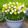 Narcissus Bulbocodium Mix 7/8 -Plant Flower Store Narcissus Bulbocodium Mix 7 8cm 0015275 77388.1700737534