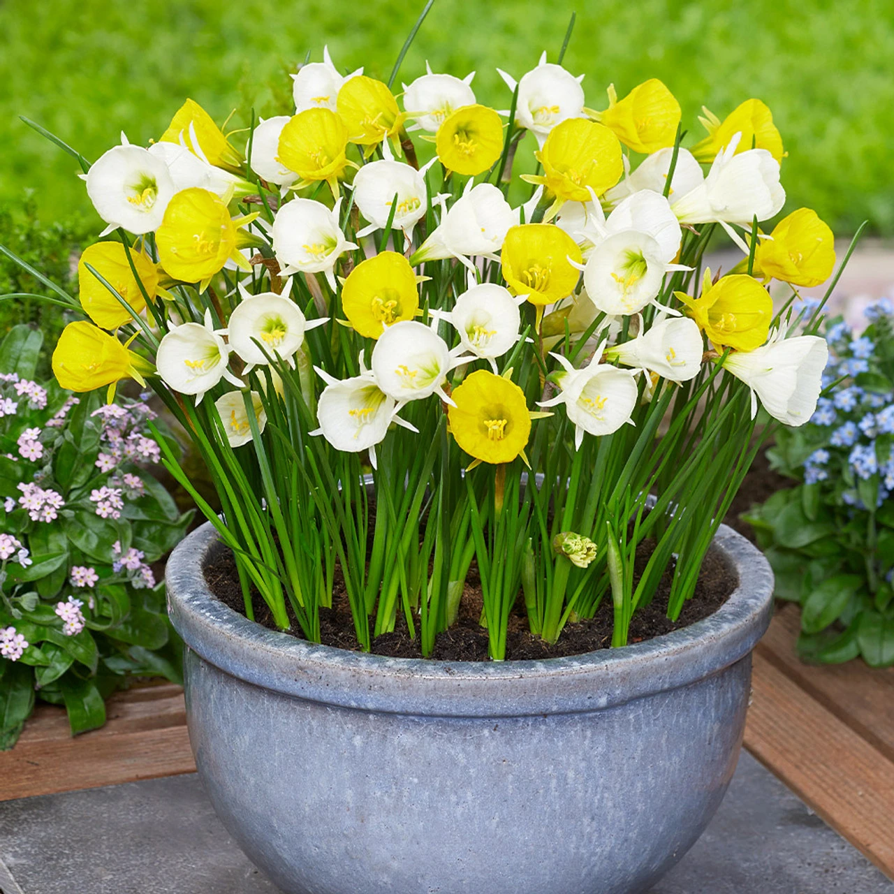 Narcissus Bulbocodium Mix 7/8 3 Narcissus Bulbocodium Mix 7/8