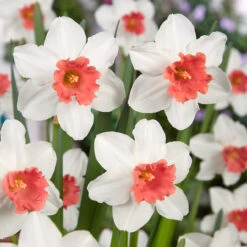 Narcissus 'Charming Lady' Daffodil 'Charming Lady'