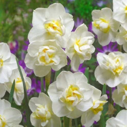 Narcissus Cheerfulness Collection 12/14cm Daffodil Cheerfulness Collection -Plant Flower Store Narcissus Cheerfulness Collection 1014335 3 55155.1628083564