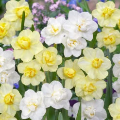 Narcissus Cheerfulness Collection 12/14cm Daffodil Cheerfulness Collection
