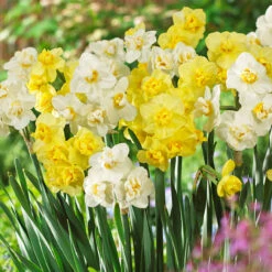 Narcissus Cheerfulness Mixed 12/14cm Daffodil Cheerfulness Mixed -Plant Flower Store Narcissus Cheerfulness Mixed 0011296 75255.1655895686