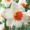 Narcissus Cool Flame -Plant Flower Store Narcissus Cool Flame 0014809 37768.1687523320