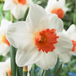 Narcissus Cool Flame
