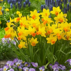 Narcissus Cyclamineus Collection -Plant Flower Store Narcissus Cyclamineus Collection 1022411 4 13576.1688026059