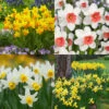 Narcissus Cyclamineus Collection -Plant Flower Store Narcissus Cyclamineus Collection 1022411 44567.1688026060