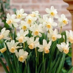 Narcissus Cyclamineus Cotinga 10/12cm Daffodil Cyclamineus Cotinga -Plant Flower Store Narcissus Cyclamineus Cotinga 10 12cm 0006575 2 51538.1655290917