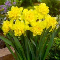 Narcissus Dick Wilden 14cm+ Daffodil Dick Wilden