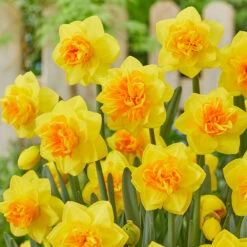 Narcissus 'Double Sunrise' Daffodil 'Double Sunrise'
