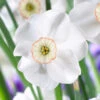 Narcissus Dreamlight 12/14cm Daffodil Dreamlight -Plant Flower Store Narcissus Dreamlight 12 14cm 0011031 71466.1655198186