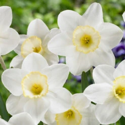 Narcissus Frosty Snow 12/14cm Daffodil Frosty Snow -Plant Flower Store Narcissus Frosty Snow 12 14cm 0011025 2 34606.1655198360