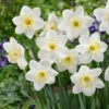 Narcissus Frosty Snow 12/14cm Daffodil Frosty Snow -Plant Flower Store Narcissus Frosty Snow 12 14cm 0011025 52898.1655198360
