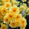 Narcissus Golden Dawn -Plant Flower Store Narcissus Golden Dawn 0011361 31093.1688026768