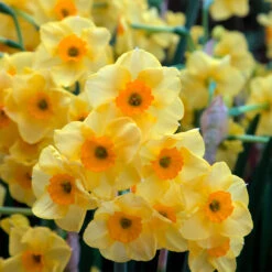 Narcissus Golden Dawn