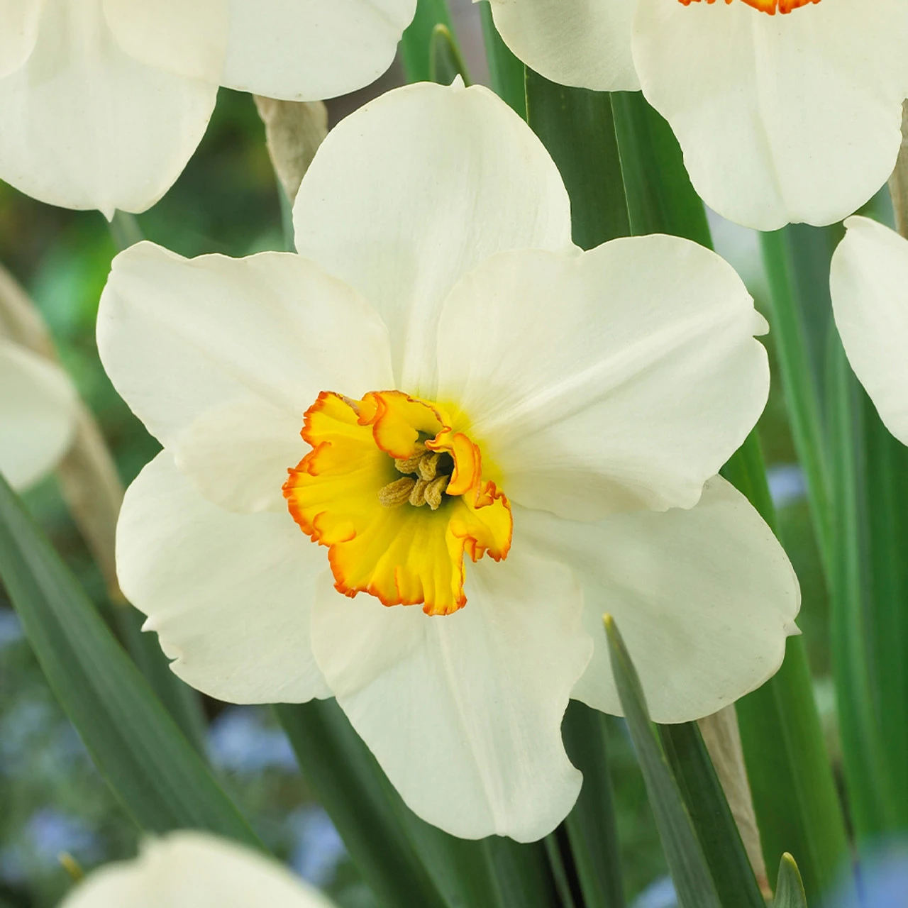 Narcissus Goose Green 12-14cm Daffodil Goose Green 4 Narcissus Goose Green 12-14cm Daffodil Goose Green - Image 2