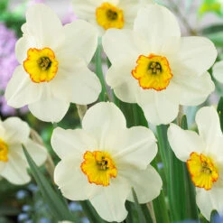 Narcissus Goose Green 12-14cm Daffodil Goose Green