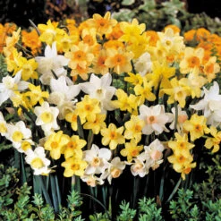 Narcissus Jonquilla Mixed 10-12cm Daffodil Jonquilla Mixed