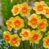 Narcissus Kedron 10-12cm Daffodil Kedron -Plant Flower Store Narcissus Kedron 0010328 2 68392.1655190547