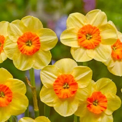 Narcissus Kedron 10-12cm Daffodil Kedron -Plant Flower Store Narcissus Kedron 0010328 3 96307.1655190547