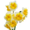 Narcissus 'Life Is Good' Daffodil 'Life Is Good' 1 Narcissus 'Life Is Good' Daffodil 'Life Is Good' -Plant Flower Store Narcissus Life is good 0014763 66711.1687521880