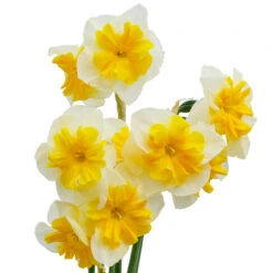 Narcissus 'Life Is Good' Daffodil 'Life Is Good'