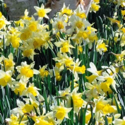 Narcissus Pseudo Lobularis Daffodil Pseudo Lobularis -Plant Flower Store Narcissus Lobularis 0000205 2 38995.1654680091