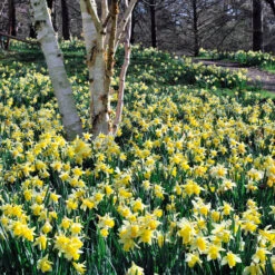 Narcissus Pseudo Lobularis Daffodil Pseudo Lobularis -Plant Flower Store Narcissus Lobularis 0000205 39902.1654680092