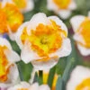 Narcissus Love Call Daffodil Love Call -Plant Flower Store Narcissus Love Call 0015277 06321.1700640317