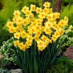 Narcissus Martinette 10-12cm Daffodil Jonquilla Martinette -Plant Flower Store Narcissus Martinette 10 12cm 0000189 2 85131.1655195176