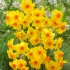 Narcissus Martinette 10-12cm Daffodil Jonquilla Martinette -Plant Flower Store Narcissus Martinette 10 12cm 0000189 37480.1655195176