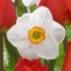 Narcissus Merlin 12-14cm Daffodil Merlin -Plant Flower Store Narcissus Merlin 12 14cm 0009317 2 87364.1655198541