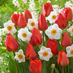 Narcissus Merlin 12-14cm Daffodil Merlin -Plant Flower Store Narcissus Merlin 12 14cm 0009317 3 90571.1655198541