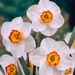 Narcissus Merlin 12-14cm Daffodil Merlin -Plant Flower Store Narcissus Merlin 12 14cm 0009317 92734.1655198541