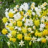 Narcissus Mixed Botanical 8cm+ Dainty Patio Daffodil -Plant Flower Store Narcissus Mixed Botanical 8cm 0007969 59217.1687960063