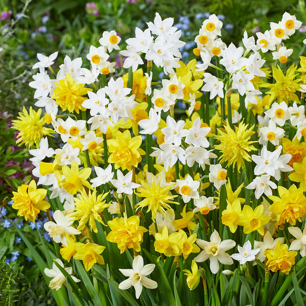 Narcissus Mixed Botanical 8cm+ Dainty Patio Daffodil 3 Narcissus Mixed Botanical 8cm+ Dainty Patio Daffodil