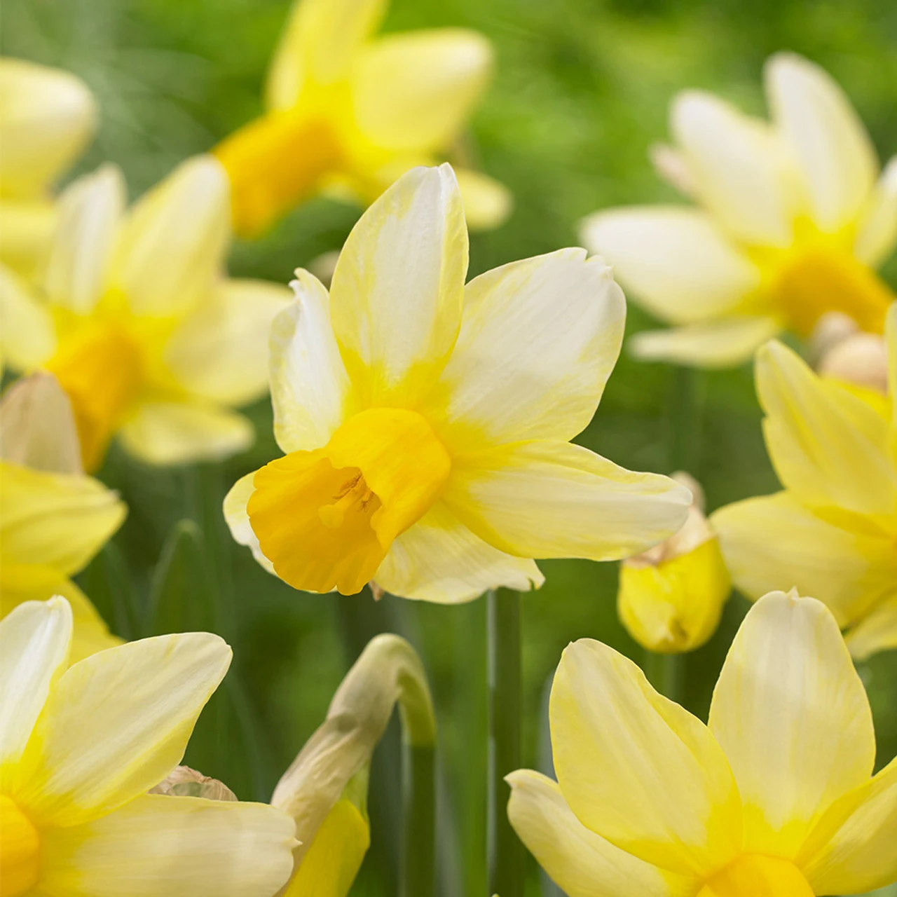 Narcissus Mother Duck 10cm+ 10 Narcissi Mother Duck 3 Narcissus Mother Duck 10cm+ 10 Narcissi Mother Duck