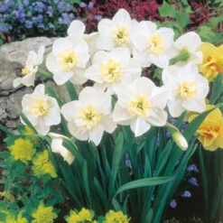 Narcissus Papillon Blanc 12-14cm Daffodil Papillon Blanc -Plant Flower Store Narcissus Papillon Blanc 12 14cm 0000221 2 38679.1655196826