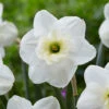Narcissus Papillon Blanc 12-14cm Daffodil Papillon Blanc -Plant Flower Store Narcissus Papillon Blanc 12 14cm 0000221 39643.1655196826